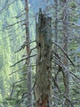 Suchý strom, v ktorom hniezdia drobní operenci (autor: Radoslav Michale)