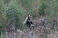 Medvedie mláďatá 