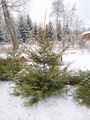 vianočné stromčeky (autor: Pavol Spitzkopf)