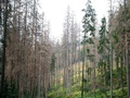 Ohrozenie tatranských lesov